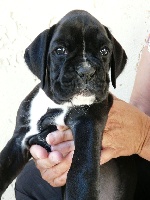CHIOT