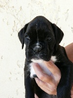 CHIOT