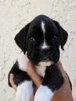 CHIOT