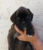 CHIOT