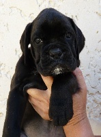 CHIOT