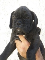 CHIOT