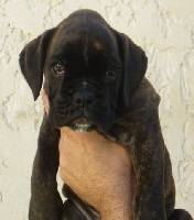 CHIOT