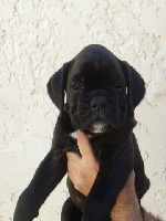CHIOT