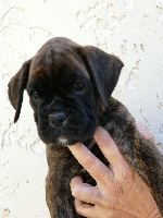 CHIOT