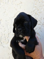 CHIOT
