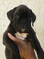 CHIOT