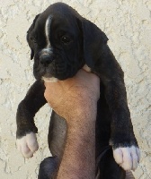 CHIOT