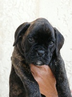 CHIOT