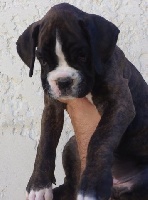 CHIOT